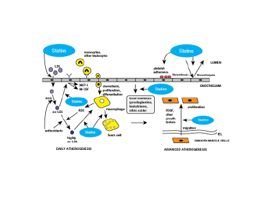 Lipitor® Mode of Action