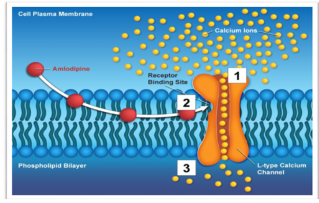 Norvasc® Mode of Action 